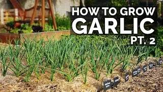 How to Grow Garlic (Part 2) | Water, Fertilizing, Pests & Diseases