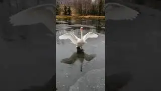 Фигурист 🦢😄 