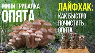 ЗА ОПЯТАМИ НА ВЕЛИКЕ! Лёгкая и быстрая чистка опят?!