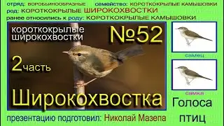 Широкохвостка 2 часть. Голоса птиц