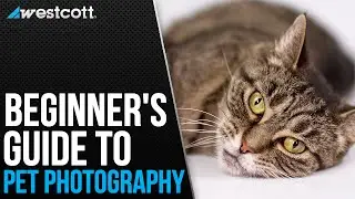 Pet Photography Tips and Techniques