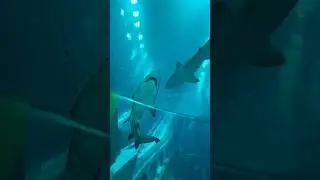 SeaWorld Abu Dhabi #uae #sea #travel #shorts #fyp #trending #trendingshorts #best #ocean #animals