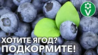 СХЕМА ПОДКОРМКИ ГОЛУБИКИ ПЕРЕД ЗИМОЙ! Что и как внести после листопада?