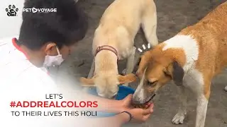 This Holi Add Real Colors | DearPet | Pet Voyage | Holi 2021