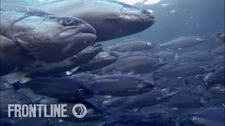 Norways Salmon Farming Crisis | The Fish on My Plate | FRONTLINE