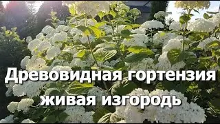 Живая изгородь из гортензий древовидных | Древовидная гортензия: живая изгородь