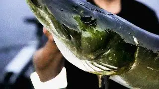 Best friend catches MASSIVE Muskie!! (Northwoods trip)