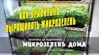 КАК ПРАВИЛЬНО ВЫРАЩИВАТЬ МИКРОЗЕЛЕНЬ - МИКРОЗЕЛЕНЬ ДОМА НА ПОДОКОННИКЕ