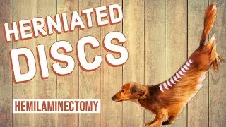 Herniated Disc- Cock-a-poo