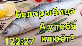 Русская рыбалка 4. 122 27.Белорыбица.Клюет ли тут у Trololo. Russian fishing 4.