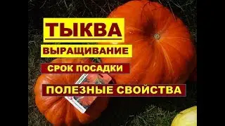 ТЫКВА- ПОСАДКА в открытый грунт. КАК ПОСАДИТЬ И ВЫРАЩИВАТЬ ТЫКВУ? ПОЛЕЗНЫЕ СВОЙСТВА ТЫКВЫ