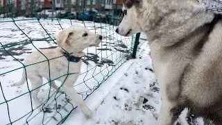 ХАСКИ НАШЕЛ ЩЕНКА НА УЛИЦЕ