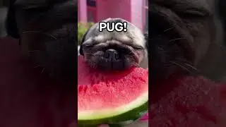 Watermelon Sugar PUG! #pug #dog #cute