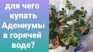 ДЛЯ ЧЕГО НАДО КУПАТЬ АДЕНИУМЫ В ГОРЯЧЕЙ ВОДЕ? КАК ЧАСТО?