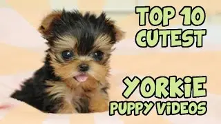 TOP 10 CUTEST YORKIE PUPPIES OF ALL TIME