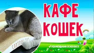 КУДА СХОДИТЬ В ПЕТЕРБУРГЕ # РАЗНЫЕ ПОРОДЫ КОШЕК