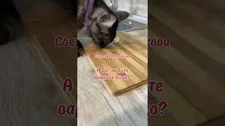 А Вы, любите вареное яйцо? #Shorts #cat #яйцо #котики #Лохматик