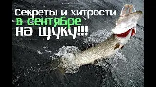 Советы и тонкости ловли щуки в сентябре!