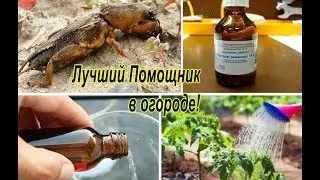 Подкормка Нашатырным Спиртом Растений Весной Нашатырный Спирт от Вредителей/ Опрыскивание Нашатырём