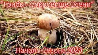 ПЕРВЫЕ ОСЕННИЕ ГРИБЫ