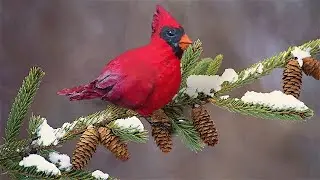 КРАСНЫЙ КАРДИНАЛ.ПТИЧКА своими руками БЫСТРО и ПРОСТО.CARDINAL GROSBEAK.CHRISTMAS.ANGRY BIRDS.DIY.