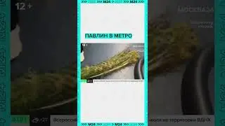 В Московском метро заметили павлина