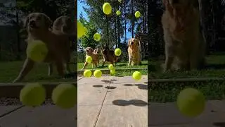 Surprising my dogs with 100 tennis balls🎾 #dogs #gsd #goldenretriever