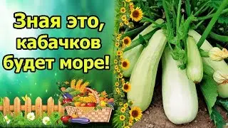 СОБИРАТЬ КАБАЧКИ ЯЩИКАМИ ВЫ БУДЕТЕ, ЗНАЯ ЭТИ СЕКРЕТЫ.