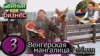 ЗАБОЙ ХРЯКА  /  ВЕНГЕРСКАЯ МАНГАЛИЦА