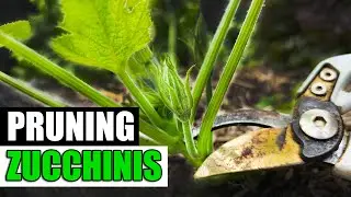 Pruning Zucchinis - Garden Quickie Episode 155