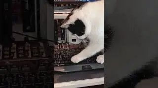 What it's Like to Work With a Cat In The Studio..