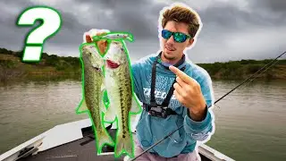 Are these FISH good to EAT!? (Spotted BASS Catch N Cook)