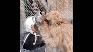 Обезьяна 🐒хочет вытащить....🤣 #животные #animals #топ