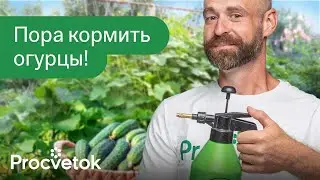 ЖЕЛТЕЮТ ЛИСТЬЯ ОГУРЦОВ? Срочно опрыскайте их так и собирайте урожай ведрами!