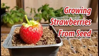 How To! Growing Strawberries From Seeds (2019)