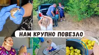 НАМ КРУПНО ПОВЕЗЛО 🙏 Собираем груши в заброшенном лесу 🌾 Приучаю ребёнка👍 Подарок для мамы 🎁