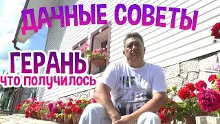 ДАЧНЫЕ СОВЕТЫ - ЛУЧШИЙ СПОСОБ РАЗМНОЖЕНИЯ ГЕРАНИ часть 4 /ЧТО ПОЛУЧИЛОСЬ/