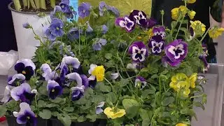 Spring Gardening Tips for Indoor & Outdoor Success