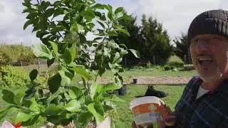 Planting my grafted lemon tree