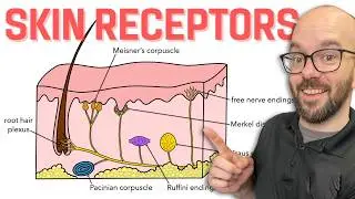 Sensory Receptors of the Skin | Integumentary System