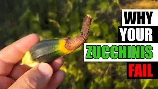 5 Reasons Zucchinis Fail - Garden Quickie Episode 92