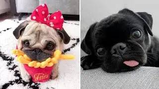 Funniest and Cutest Pug Dog Videos Compilation 2020 - Pug SOO Cute #02