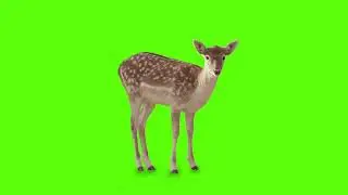 deer green screen // green screen deer video chroma key [1080p] hd