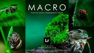 How to Edit Professional Macro Photography | Lightroom Presets DNG & XMP Free Download