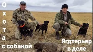 Охота на барсука.Охота с собакой, ягдтерьер в норном деле. Сезон 2021.German Jagdterrier on the hunt