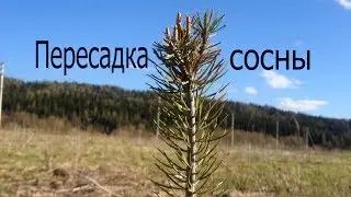 Простой способ пересадки саженцев сосны.