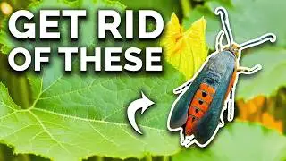 Get Rid Of Squash Vine Borers For Good!