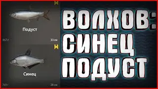 СИНЕЦ ► ПОДУСТ ► ВОЛХОВ ► РУССКАЯ РЫБАЛКА 4