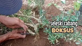 Membentuk gerak dasar bonsai boksus, seleksi cabang