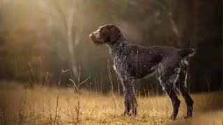 Дратхаар охотничья собака